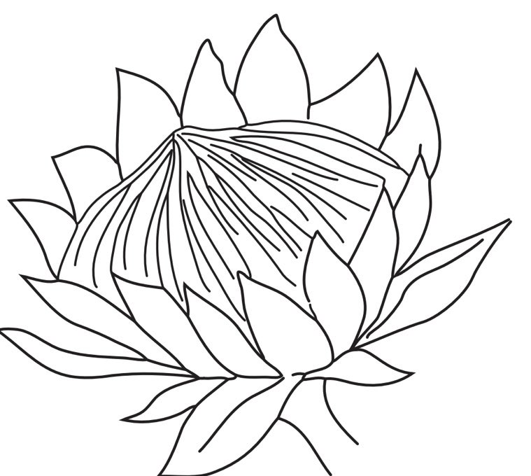 Protea Sketch Long Sleeve T-Shirt – PoppinPlace
